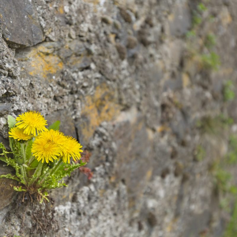Dandelions In Medieval Rock Wall Dandelions In Medieval Rock Wall
